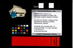 Foto (Objekt + Etikett) von Gastrodorus neuhausense (Von Meyer, 1864)  (NHMW-GEO-1990-0041-0103)